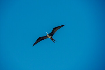 Frigate bird flying on the sky background in Baja California Sur Mexico