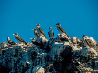 Blue-footed Booby (Sula nebouxii) on rocks, coming from Galapagos Islands, Ecuador to Baja...