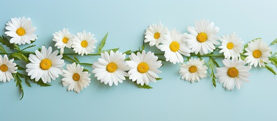 Isolated close up image of fresh and beautiful daisies on top view suitable for Women s Day or any special occasion Copy space image Place for adding text or design