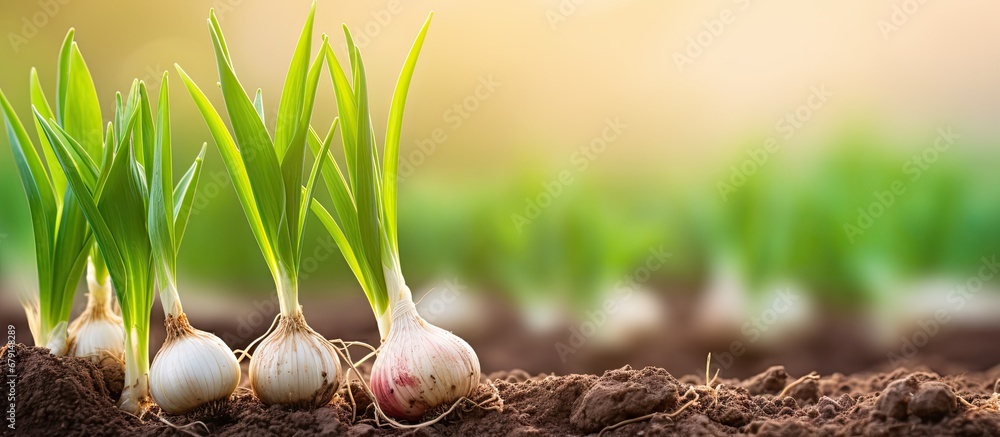 Sticker Freshly harvested organic garlic with roots collected in a garden Copy space image Place for adding text or design