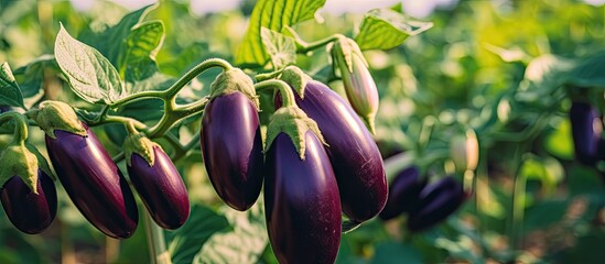 Growing ripe eggplants in an agricultural greenhouse Copy space image Place for adding text or design - Powered by Adobe