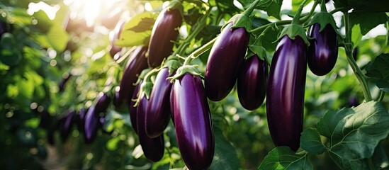 Growing ripe eggplants in an agricultural greenhouse Copy space image Place for adding text or design - obrazy, fototapety, plakaty