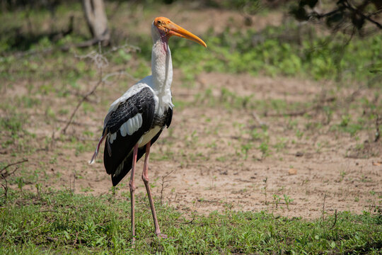 Painted Stork with a fish inside its throat