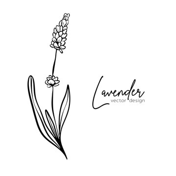 Botanical line illustration of a lavender branch for wedding invitation and cards, logo design, web, social media and posters template. Elegant minimal style floral vector isolated.	