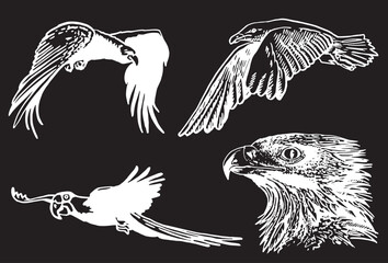 Grapical set of eagles  and parrot on black  background, vector engraved illustration .Birds