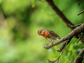 Robin perched on a Branch