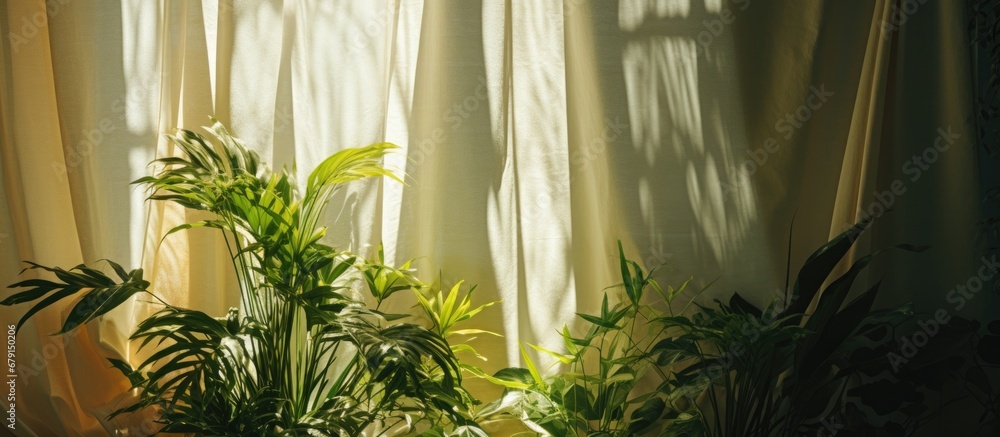 Poster indoor plants by the sunlit window casting shadows copy space image place for adding text or design