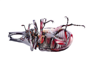 beetle isolated on  transparent png