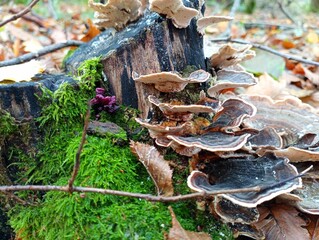 On an old black stump overgrown with green moss in the forest, black poisonous mushrooms with a...