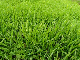 The texture of a green field sown with winter wheat that has grown thickly. Beautiful background of fresh grass.