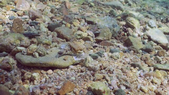 Common Seamoth, Little Dragonfish or Short Dragonfish (Eurypegasus draconis) walking on sandy rocky bottom on sunny day in sunbeams, back view, slow motion