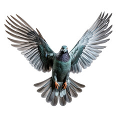 Fototapeta premium Flying Pigeon Isolated on Transparent or White Background, PNG
