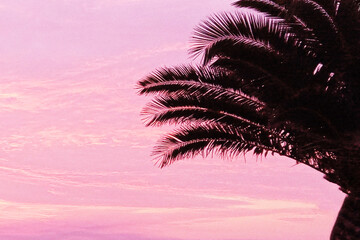 Background palm and colorful sky. Nature concept.