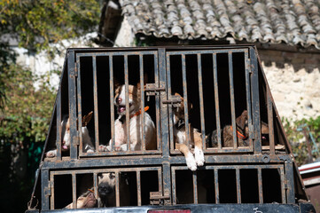 Vista de una reala de perros encerrados en el remolque tras una jornada de caza.