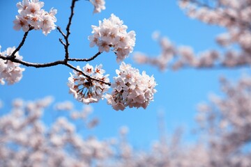 White cherry blossoms in Korea