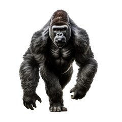 gorilla looking isolated on white