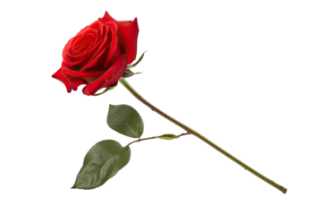 Long Stem Red Rose isolated on white