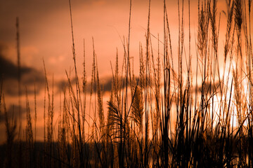 Silhouette of grass field at sunset in the evening time.