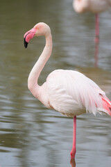 A Greater Flamingos standing in the water