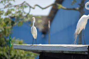 Porto, pesca, ave, barco