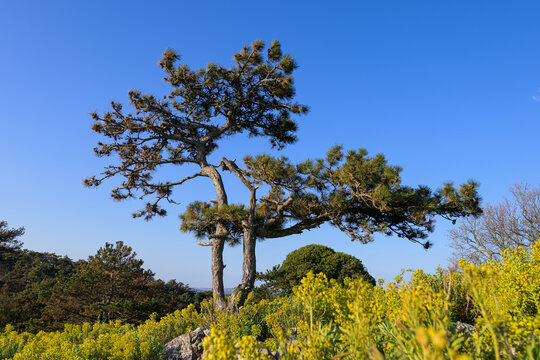 Pine trees amd mediterranean spurge in Cres