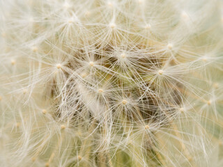 Closeup of a common Dandelion ready to blow