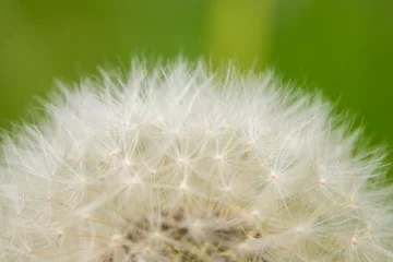 Rolgordijnen Closeup of a common Dandelion ready to blow © Stefan