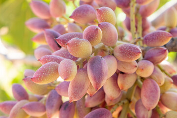 Pistachios grow on the tree in pistachio garden, Gaziantep, Turkey. Pistachios on a branch of the pistachio tree