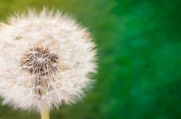Single white soft fluffy blowball or dandelion with brown seeds attached to fragile "parachutes" which easily detach from the seedhead growing on green meadow among grass at sunny day with copy space