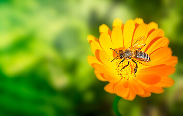 One bright orange flower head with petals and pollen of calendula or marigold with wild bee insect pollinator on it growing among green grass in the meadow or garden used as medical plant. Copy space
