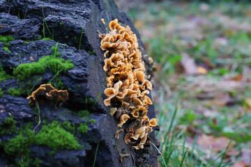 
forest background, witch forest, bright orange mushrooms growing on an old stump, beautiful mushrooms, incredible nature