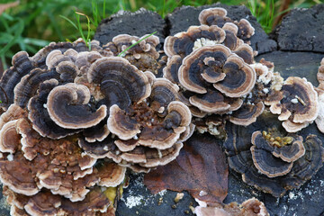 mushrooms on an old stump in autumn, parasites, symbiosis, rotten tree, living mushrooms eat a dead...