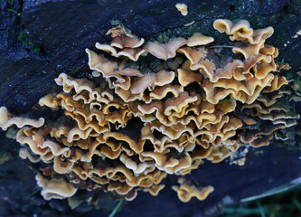 wavy yellow-orange mushrooms on an old stump, life and death, the beauty of nature, mycelium