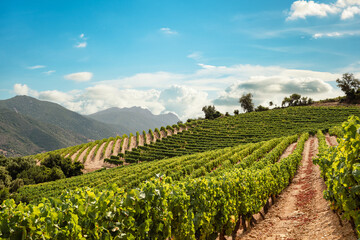 Cultivation of a vineyard in the mountains. Agriculture.