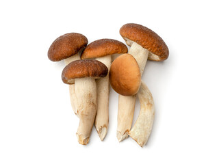 Fototapeta premium Honey agaric on white