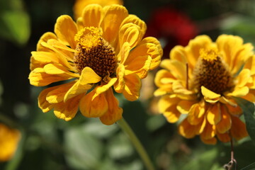 Yellow flowers 