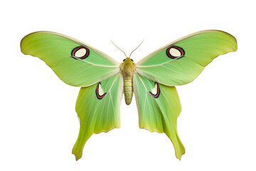 Luna Moth Elegance Isolated on transparent background