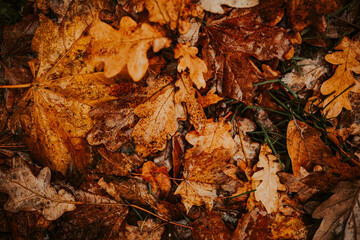 Rich Palette of Autumn Leaves , Nature's Canvas A Close-up Exploration 