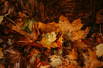 Rich Palette of Autumn Leaves , Nature's Canvas A Close-up Exploration 