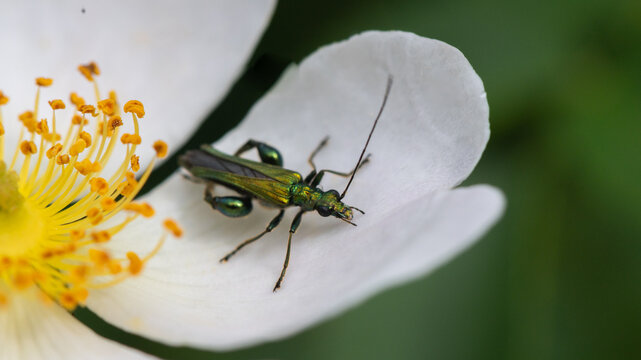 Oedemera nobilis - False oil Beetle - Oedem&egrave;re noble