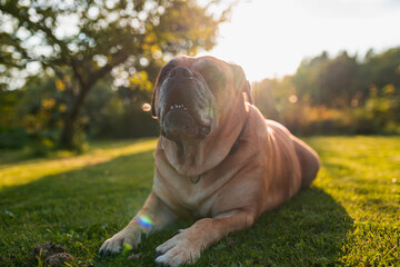 Happy Malloca mastiff Ca de Bou dog lie down in the grass