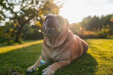 Happy Malloca mastiff Ca de Bou dog lie down in the grass
