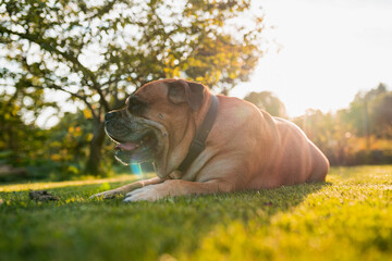 Happy Malloca mastiff Ca de Bou dog lie down in the grass