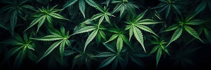 Cannabis leaf plants on dark background wallpaper