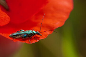 Oedemera nobilis - False oil Beetle - Oedemère noble