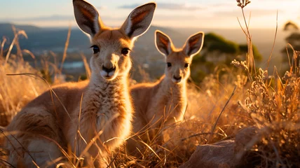 Foto op Plexiglas two kangaroo with red eyes at the sunset © RozaStudia