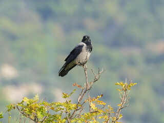 A Carrion Crow sitting on a tree