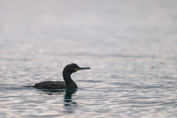 An adult shag swimming in the sea