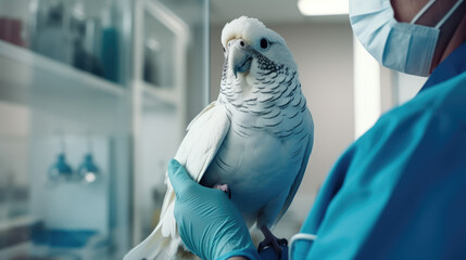 Orientologist, bird doctor, veterinarian. Portrait of a zoo doctor holding an exotic pet bird. Treatment of pet birds, veterinary clinic.