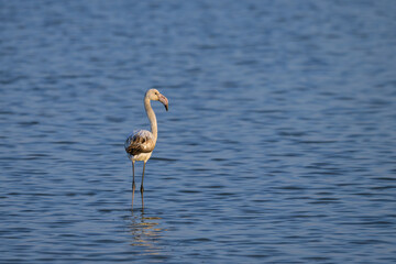 A young Greater Flamingo standing in the water